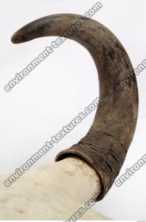 skull antler 0013